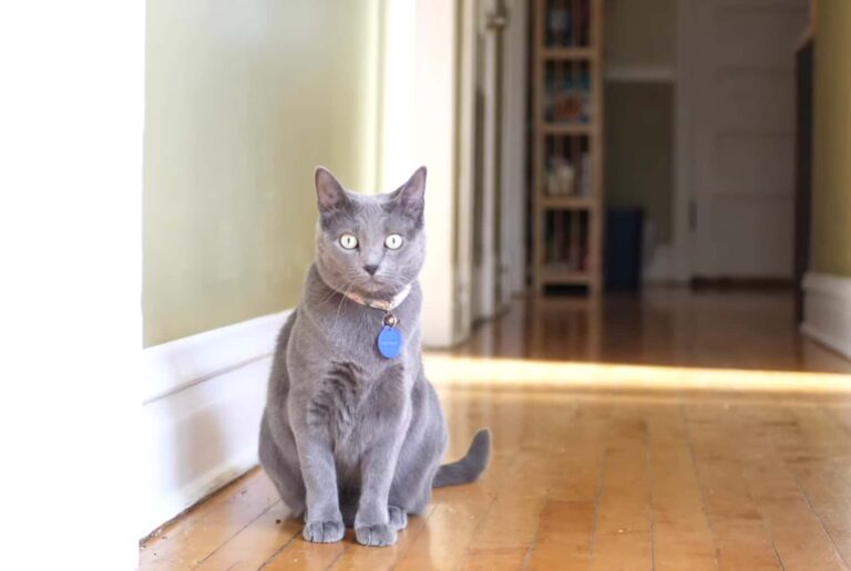 What is Special About Gray Cats?